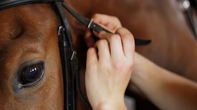 yakın çekim, Bayan eller a at başlığı koymak, deri kayış bir safkan, güzel at namlu üzerine sıkın. Göz bir atın. Namlu bir at. Aygır. Bir at portresi.