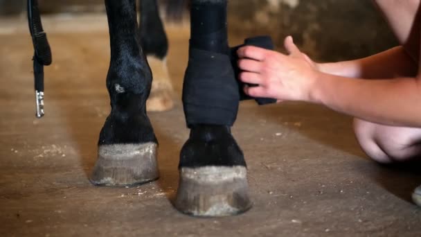 Jovem senhora ligando cavalos perna. close-up de umas ataduras pretas em uma perna de cavalos preta de raça pura. Pernas de cavalo são protegidas com ligaduras lentes flares . — Vídeo de Stock