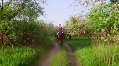 bahar, açık havada, kız binici, safkan güzel kahverengi aygır, eski çiçek açması elma bahçesi ile sürme jokey. çiçek bahçesinde çalışan at. ateş stedicam