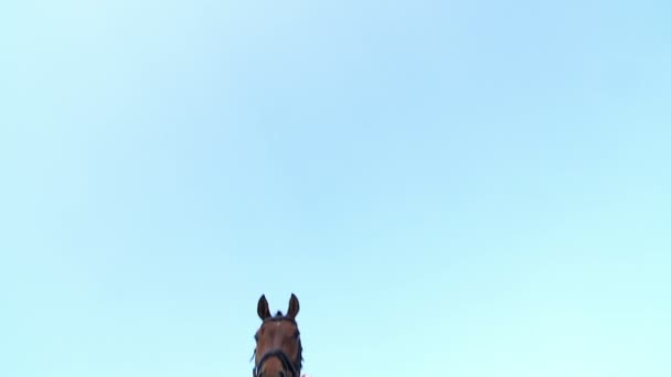 Karte von unten, gegen den Himmel, ein Pferdesprung, ein reinrassiger schöner brauner Hengst, ein Pferd, mit einer Reiterin, ein Jockey springt über die Barriere — Stockvideo