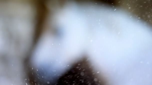 一匹白马的特写, 不在焦点, 在背景中。在光的照射下, 尘埃粒子被看见, 它们发光。灰尘的闪光颗粒的特写 — 图库视频影像