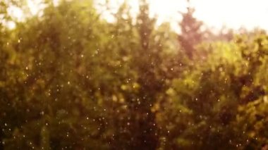 güneşli günde fırtına, güçlü rüzgar ve yağmur ile dolu olduğunu. odak yağmur damlaları, onlar güneş altın ile parlaklık. Her şey ışık ile sular altında olduğunu. ağaçlar sarı kısımları rüzgarda sway