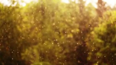 bulanık görüntü, hiçbir odak yağmur damlaları. Onlar güneş altın ile parlaklık. Her şey ışık ile sular altında olduğunu. güneşli günde fırtına, Rüzgar ve yağmur ile dolu olduğunu.