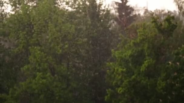 Vårdag, åska i staden, stark vind och regn, ett skyfall med hagel. fokusera på stora droppar av regn, i city park gröna toppar av träd böj från de starka vindkastar av lindar — Stockvideo