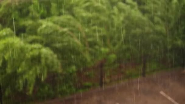 Spring day, thunderstorm in city, strong wind and rain, a downpour with hail. focus on big drops of rain, in city park green tops of trees bend from the strong gusts of the wind — Stock Video