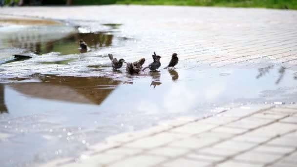 In puddles sparrows swim, splash. summer hot day, at the fountain. — Stock Video