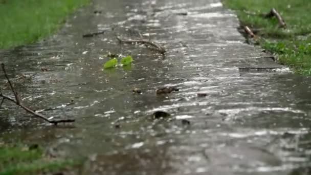 Detail, dešti skapávat cestu. letní déšť, bouřka, průtrž na rekreace center, v borovém lese, zaparkovat. voda teče dolů do velké kapky — Stock video