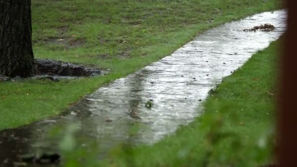 Primo piano, pioggia che gocciola sul sentiero. pioggia estiva, un temporale, un forte acquazzone al centro ricreativo, in una pineta, parco. l'acqua scorre giù in grandi gocce — Video Stock