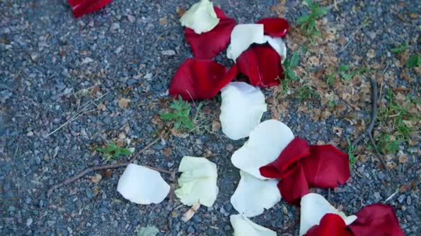 クローズ アップ、地面、小さな砂利を散在バラの花びら、白、赤. — ストック動画