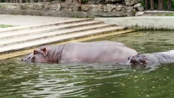 An einem heißen Sommertag baden Flusspferde im Wasser, im Pool, im Zoo. Nilpferd