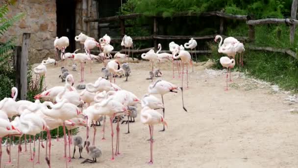 BUDAPEST, HUNGARY - 5 июля 2018 года: A plenty of flamingos at Budapest Zoo. взрослые, красивые фламинго, с маленькими серыми цыплятами . — стоковое видео