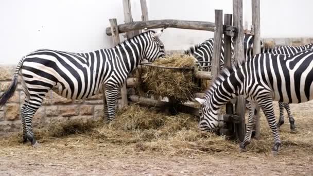 Een paar Zebra's eten stro — Stockvideo