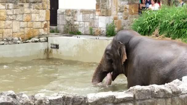 Un elefante se está bañando en una piscina especial en el zoológico — Vídeos de Stock