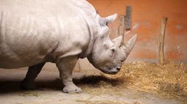 bir gergedan, saman yemek hayvanat bahçesinde gergedan. yavaş yavaş kendi büyük kuş kafesi, Yürüyen Köşk