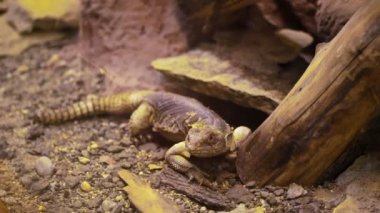 kertenkele, cam arkasında Terrerium. yakın çekim