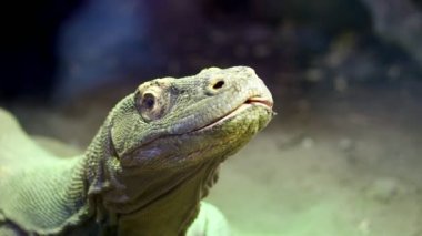 Komodo Dragon. yakın çekim, bir kertenkele büyük kertenkele, Komodo Adası üzerinden dilini koymak