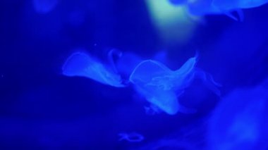 yakın çekim, güzel denizanası koyu mavi. yavaş yavaş, incelikle float suda hareket ediyorlar. Denizanası eylem içinde belgili tanımlık akvaryum, hareketli iken güzel etkisi oluşturma