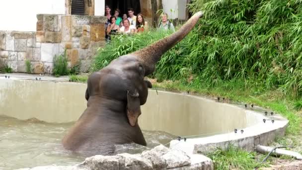 Ein Elefant badet in einem speziellen Pool im Zoo — Stockvideo