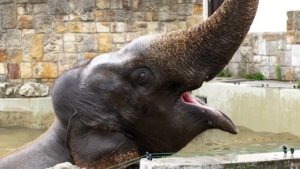 detail, slon je koupání v speciálního fondu v zoo. Sloní zvedl kufr vysoké