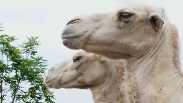 Primer plano, cabeza, cara de camello, contra el cielo — Vídeos de Stock
