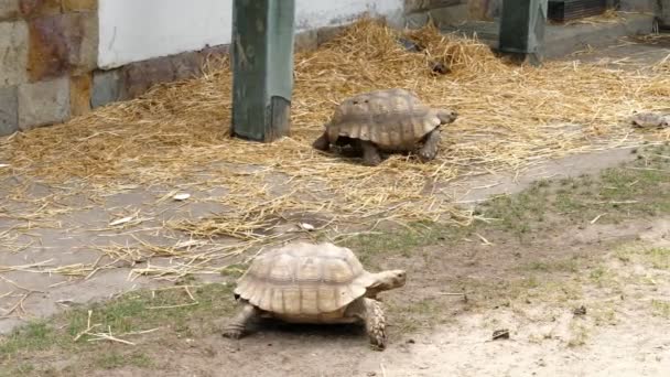 Toprağa Hayvanat Bahçesi Büyük Kaplumbağaları Yürü — Stok video