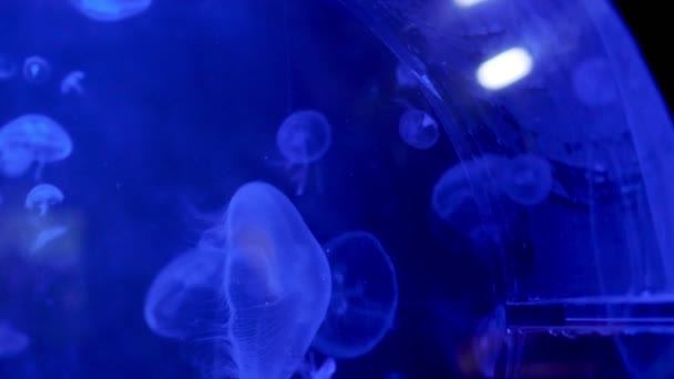 Primer plano, hermosas medusas en azul, en la oscuridad. se mueven lentamente, flotan con gracia en el agua. Medusas en acción en el acuario, creando un hermoso efecto mientras está en movimiento — Vídeo de stock