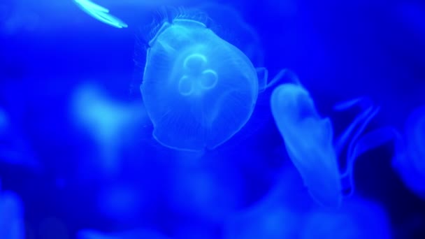 Primer plano, hermosas medusas en azul, en la oscuridad. se mueven lentamente, flotan con gracia en el agua. Medusas en acción en el acuario, creando un hermoso efecto mientras está en movimiento — Vídeo de stock