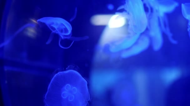 Primo piano, bellissime meduse in blu, al buio. si muovono lentamente, galleggiano aggraziatamente nell'acqua. Meduse in azione in acquario, Creando un bellissimo effetto durante il movimento — Video Stock