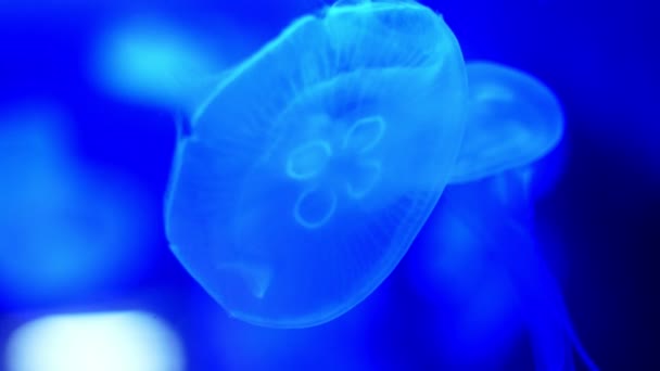 Zbliżenie, piękne meduzy na niebiesko, po ciemku. poruszają się powoli, wdziękiem unosić się w wodzie. Meduza w akcji w akwarium, tworzenie piękny efekt w ruchu — Wideo stockowe
