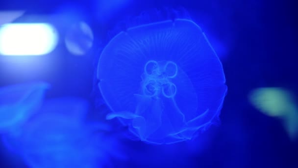 Primer plano, hermosas medusas en azul, en la oscuridad. se mueven lentamente, flotan con gracia en el agua. Medusas en acción en el acuario, creando un hermoso efecto mientras está en movimiento — Vídeo de stock