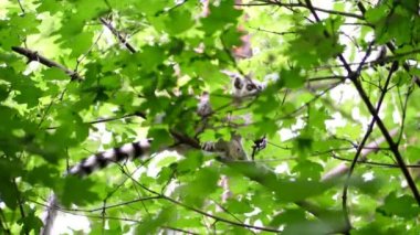 lemur dal yeşil bir ormandaki bir sıcak yaz gününde oturuyor.