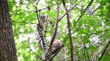Lemur yeşil orman bir şube oturur ve kemikleri, Kuru bir dal, sıcak yaz gününde yiyor