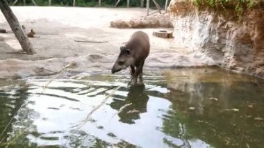 Hayvanat bahçesinde bir sıcak yaz gününde tapir yakınındaki bir su birikintisi su içecek su yürür,