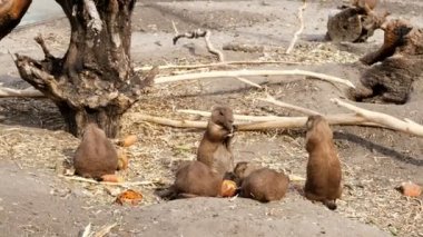 Çayır köpekleri yemek. çevre günlükleri, eski kökleri, sıcak yaz gününde,
