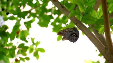 yakın çekim, dal, yaprak orada arasında büyük güzel bir kelebek kanat üzerinde güzel bir desen ile var. Kanatları wiggles