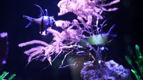 Nahaufnahme, schöne gestreifte Fische, die zwischen rosa, zotteligen Algen schwimmen — Stockvideo