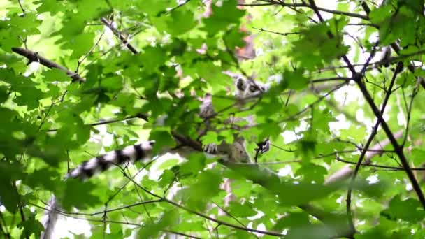 Lemur siedzi na gałęzi w zielonym lesie w gorący letni dzień. — Wideo stockowe