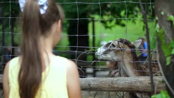 Bir kız bir hayvanat bahçesi bir geyik bir çit ile bakar. Hayvanat bahçesindeki küçük geyik — Stok video