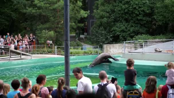 BUDAPEST, HUNGRIA - JULHO 5, 2018: no aquário, o zoológico, uma grande foca de pele nada, executa vários truques, Um show de leão marinho. Há muitos espectadores à volta da piscina. — Vídeo de Stock