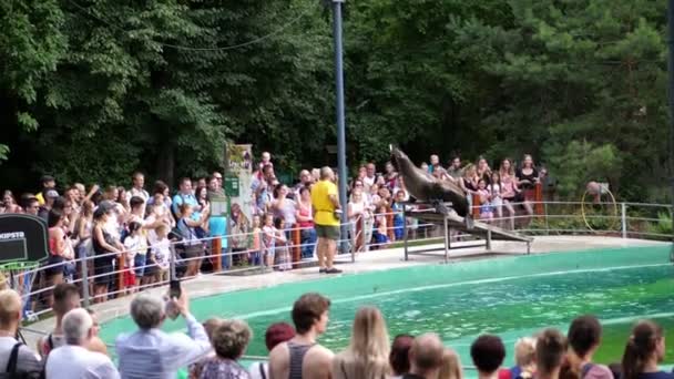 Budapest, Ungarn - 5. Juli 2018: Im Aquarium des Zoos schwimmt eine große Pelzrobbe, führt verschiedene Kunststücke auf, eine Seelöwenshow. Es gibt viele Zuschauer rund um das Becken — Stockvideo