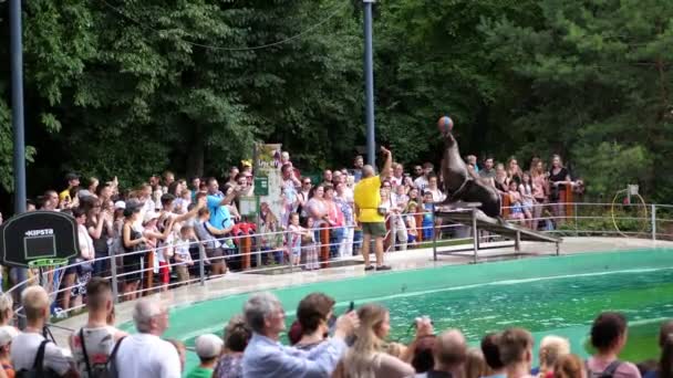 Budapešť, Maďarsko - 5 července 2018: v akváriu, zoo, Velká kožešinová pečeť plave, provádí různé triky, lachtan zobrazit. Existuje mnoho diváků u bazénu — Stock video