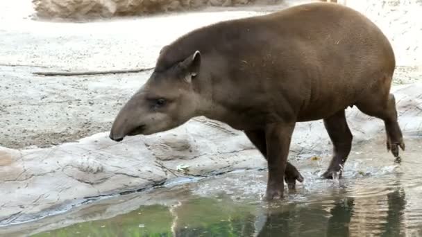 В жаркий летний день тапир ходит по воде, возле пруда, пьет воду, купается — стоковое видео