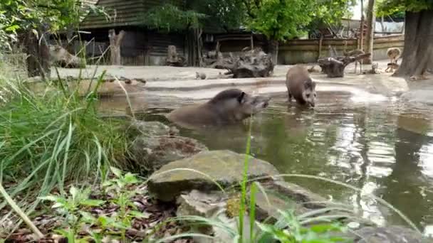 No zoológico, em um dia quente de verão, as antas caminham sobre a água, perto de uma lagoa, bebem água, tomam banho — Vídeo de Stock
