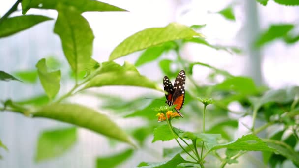 detail, na větvi, mezi listy tam je krásný velký oranžový motýl s krásným vzorem na křídlech. Wiggles křídla
