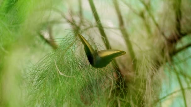 Close-up, op een tak, onder de bladeren er is een prachtige grote vlinder met een prachtig patroon op haar vleugels. Wiggles van de vleugels — Stockvideo