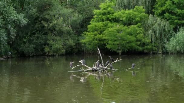 En un caluroso día de verano, en el lago hay muchas aves diferentes, pilotos, patos — Vídeo de stock