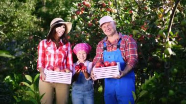 çiftlik, bahçede elma toplama. sıcak, güneşli sonbahar gününde. ahşap kutuları ile kırmızı olgun organik elma, onların elinde tutan çiftçiler, gülümseyen aile portresi,