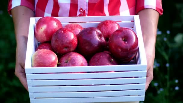 Manos de mujer sosteniendo una caja de madera con manzanas orgánicas maduras recién cosechadas a la luz del sol, en la granja en el huerto, en un día soleado de otoño. Concepto de agricultura y jardinería. Nutrición saludable . — Vídeo de stock