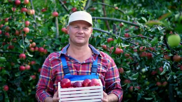 笑みを浮かべて赤の熟した有機リンゴの木箱を保持しているハンサムな男性農家の肖像画。ホット、晴れた秋の日の果樹園の農場でリンゴを拾ってください。 — ストック動画