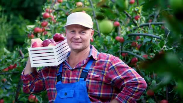 Retrato de un granjero macho guapo sosteniendo una caja de madera con manzanas orgánicas maduras rojas, sonriente. la recolección de manzanas en la granja en el huerto, en un día de otoño caliente y soleado — Vídeos de Stock